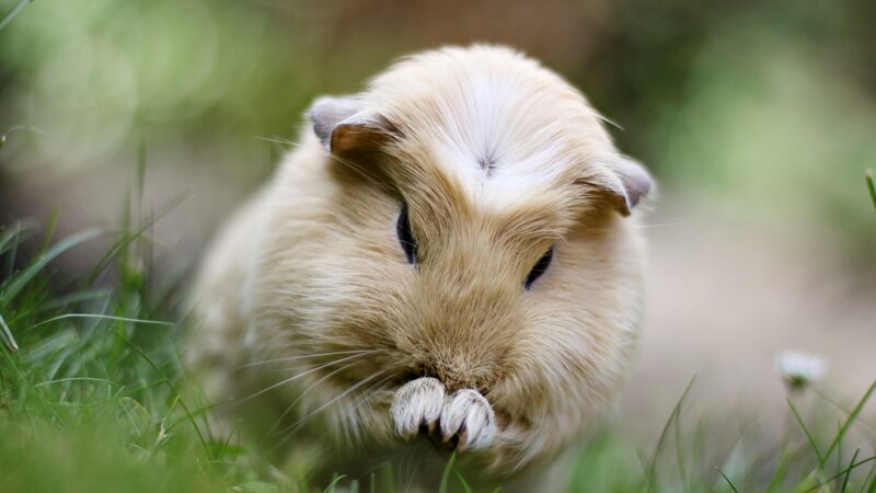 guinea pig eating grass