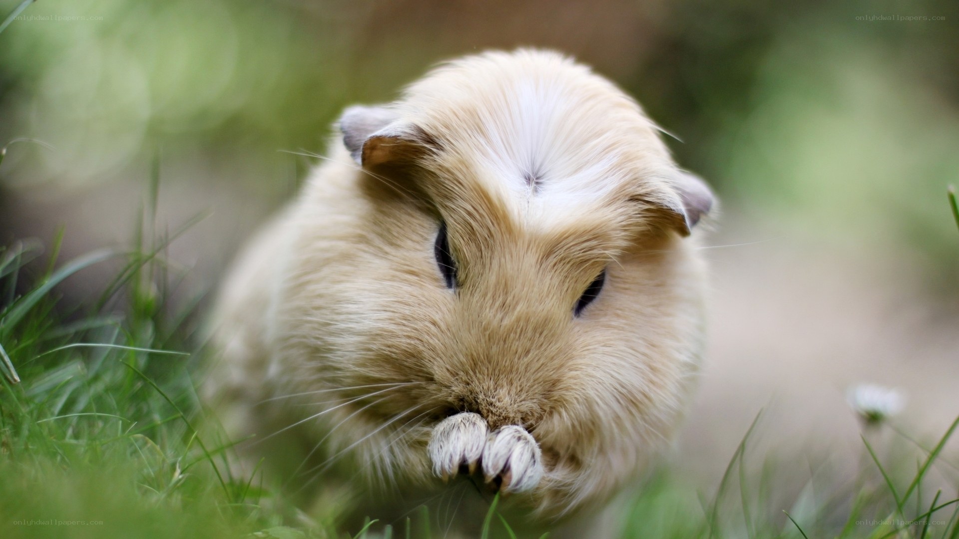 guinea pig eating grass