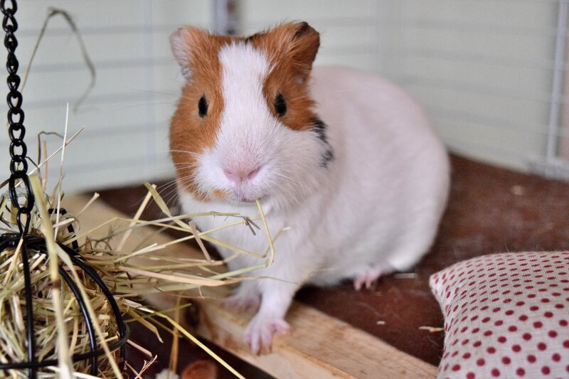 guinea pig eating hay
