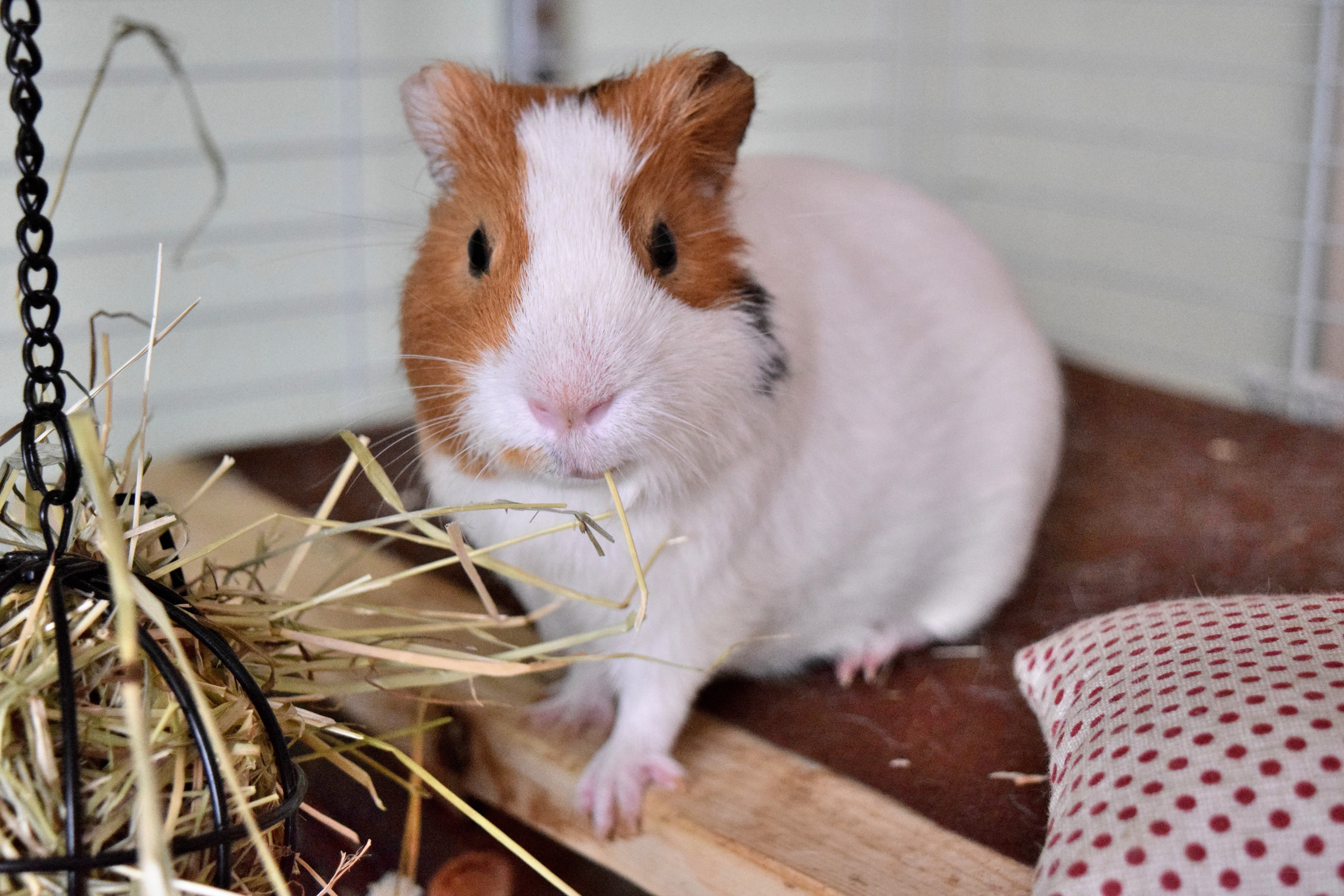 guinea pig eating hay