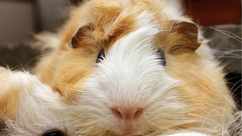 Guinea Pig Face