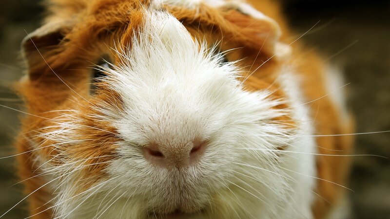 Guinea Pig Face — White