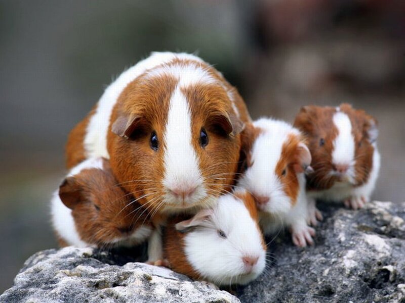 Guinea Pig Family