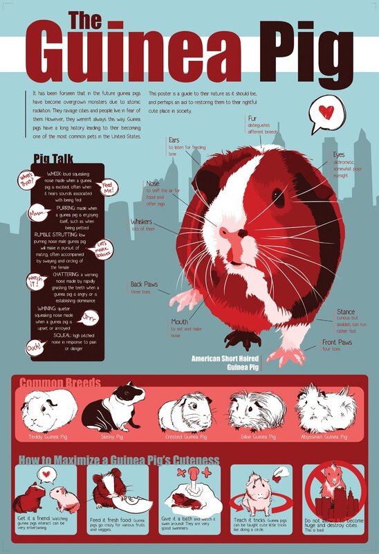 Guinea Pig Guide Infographic