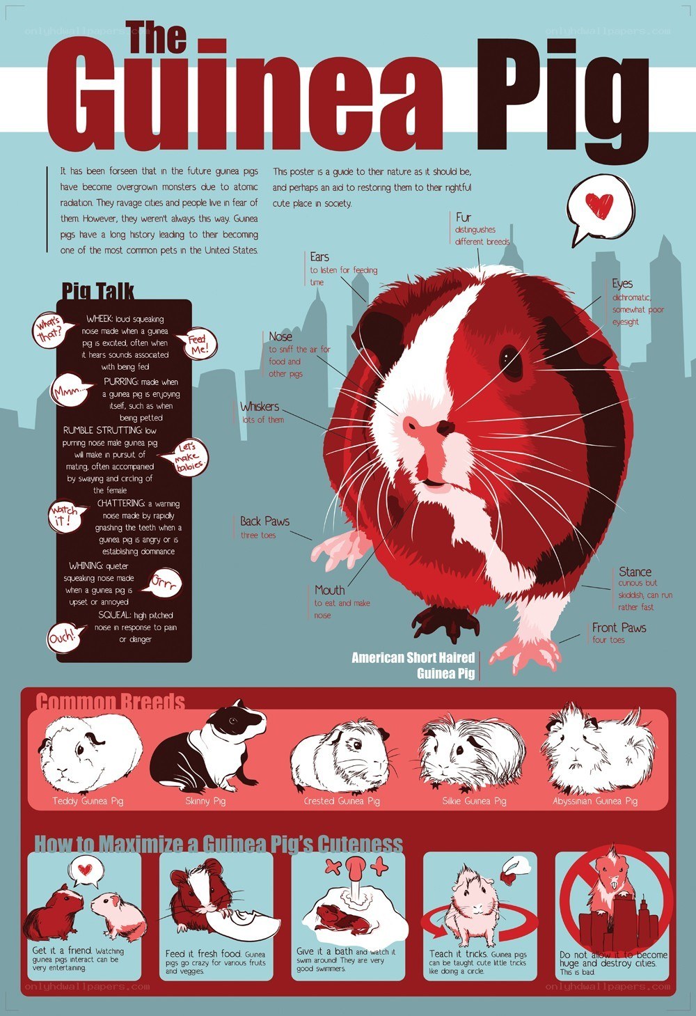 Guinea Pig Guide Infographic