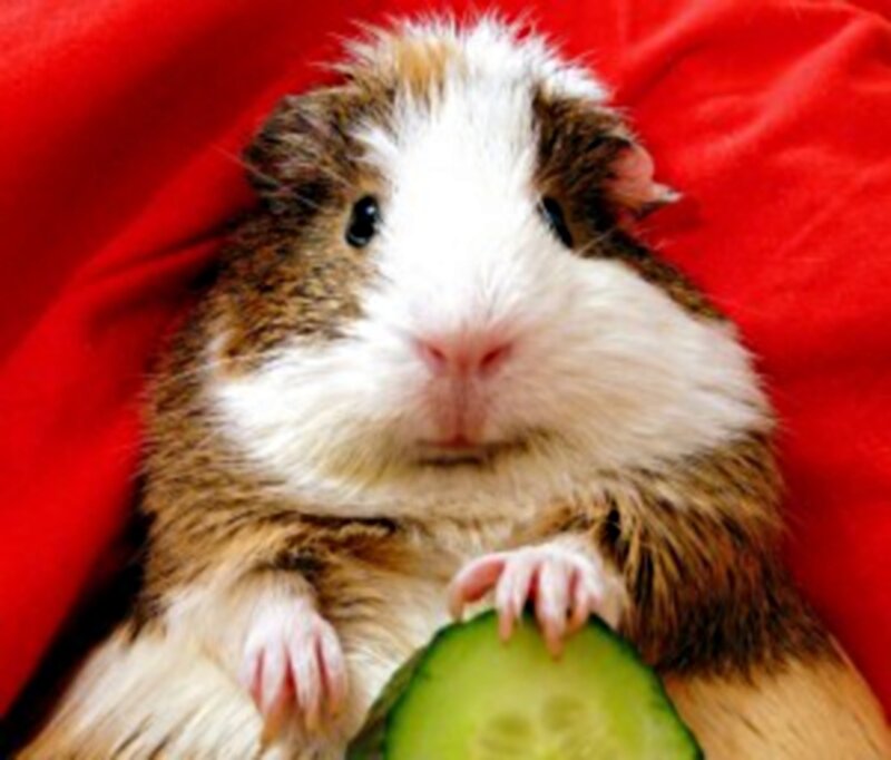 Guinea Pig Holding Cucumber