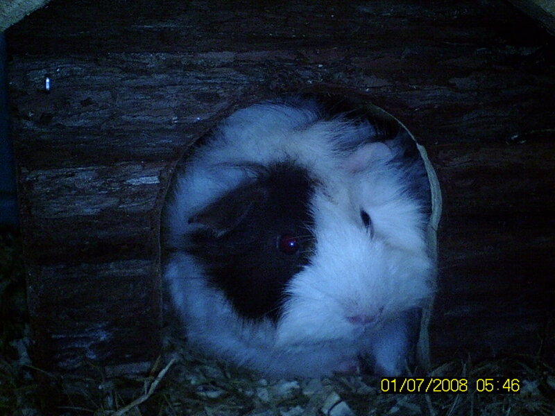guinea pig in a hideout