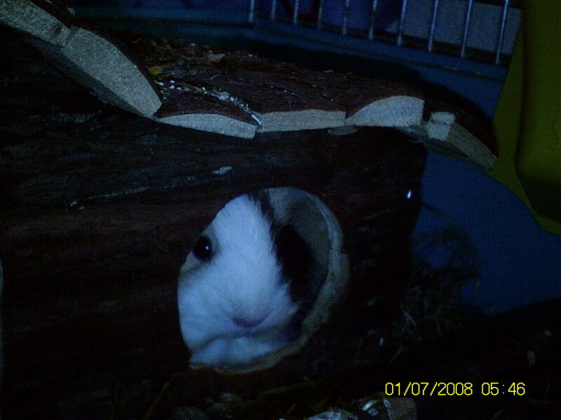 guinea pig in a log house