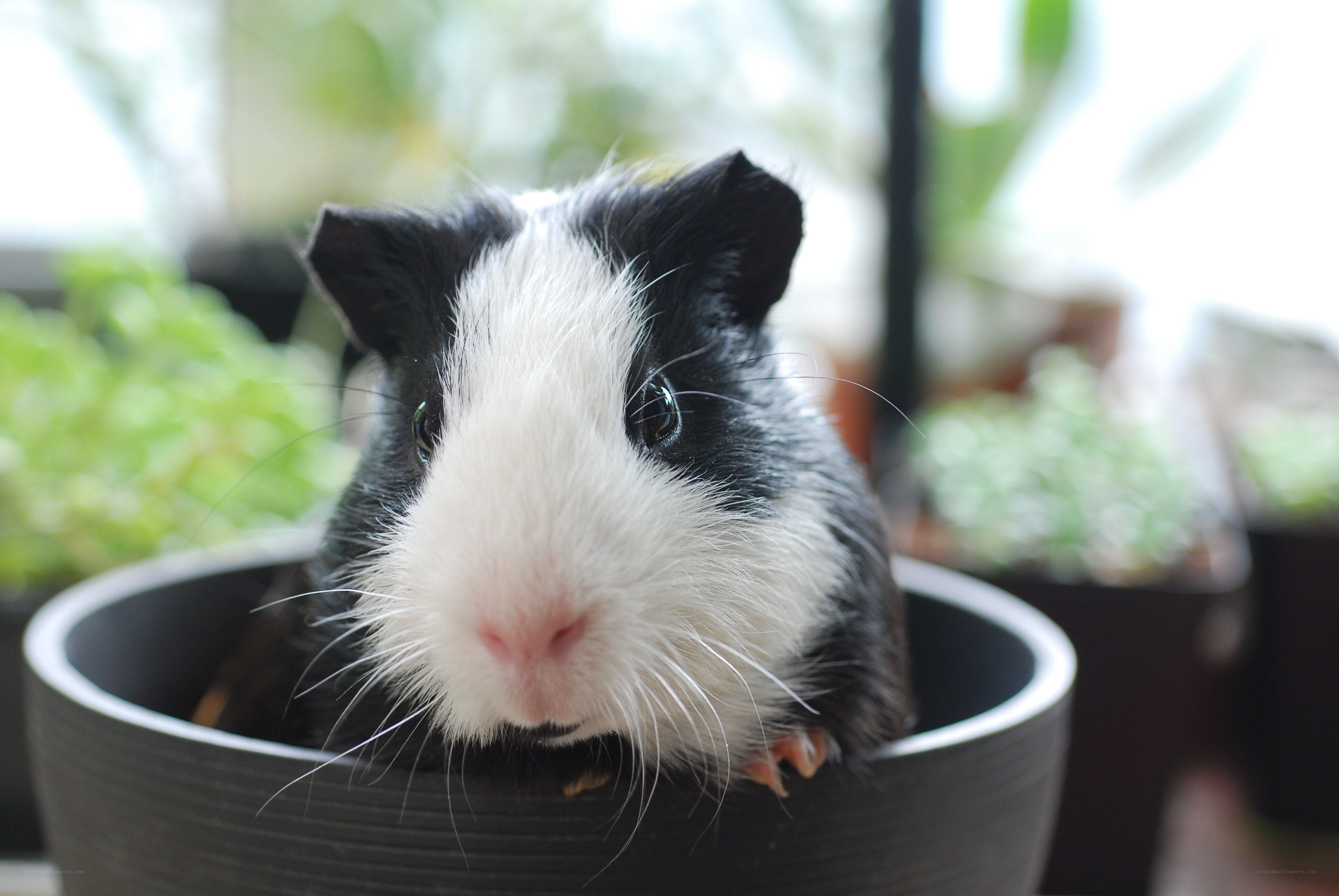 guinea pig in a pot