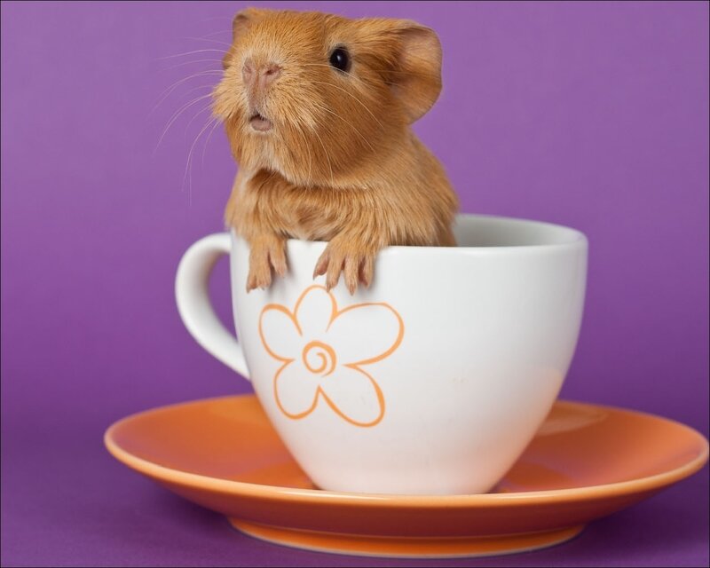 guinea pig in a teacup