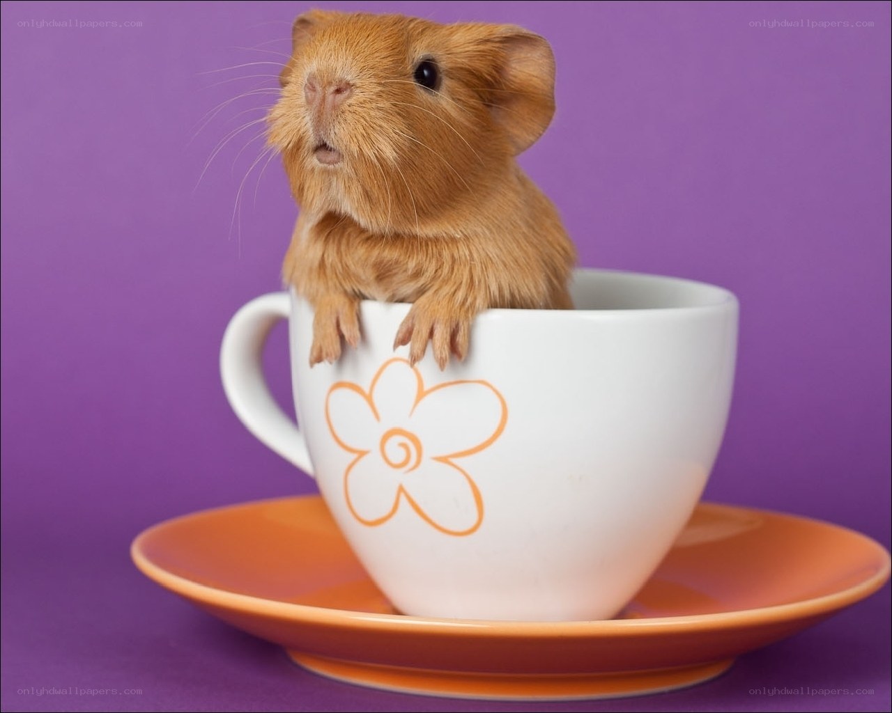 guinea pig in a teacup