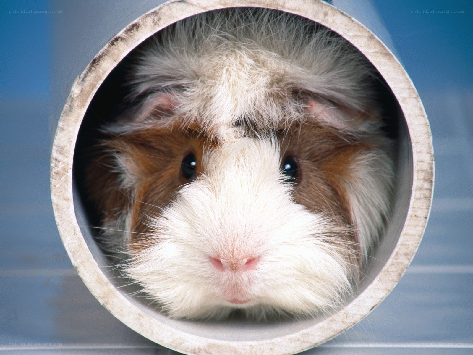 guinea pig in a tube