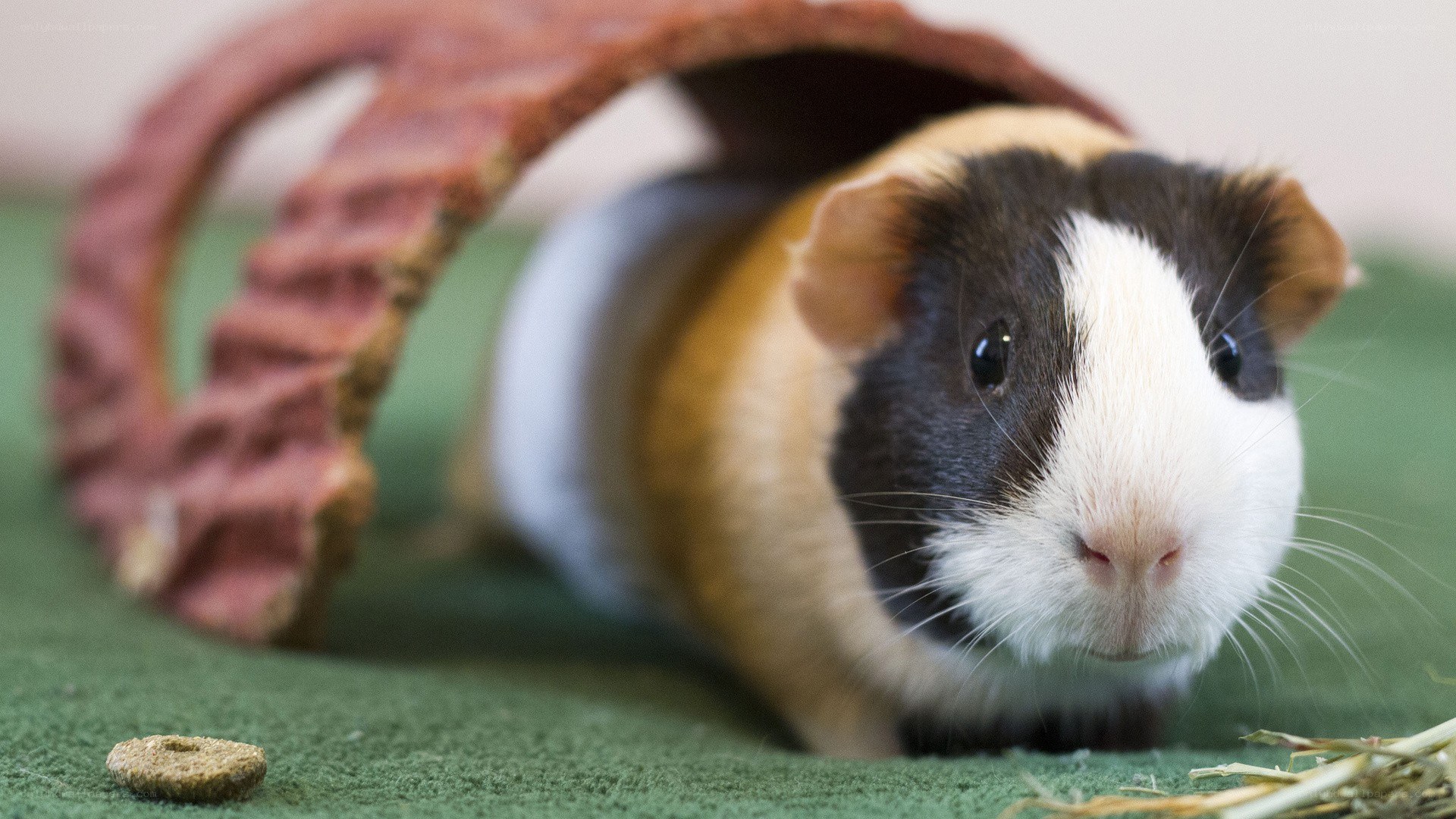 Guinea pig in a tunnel