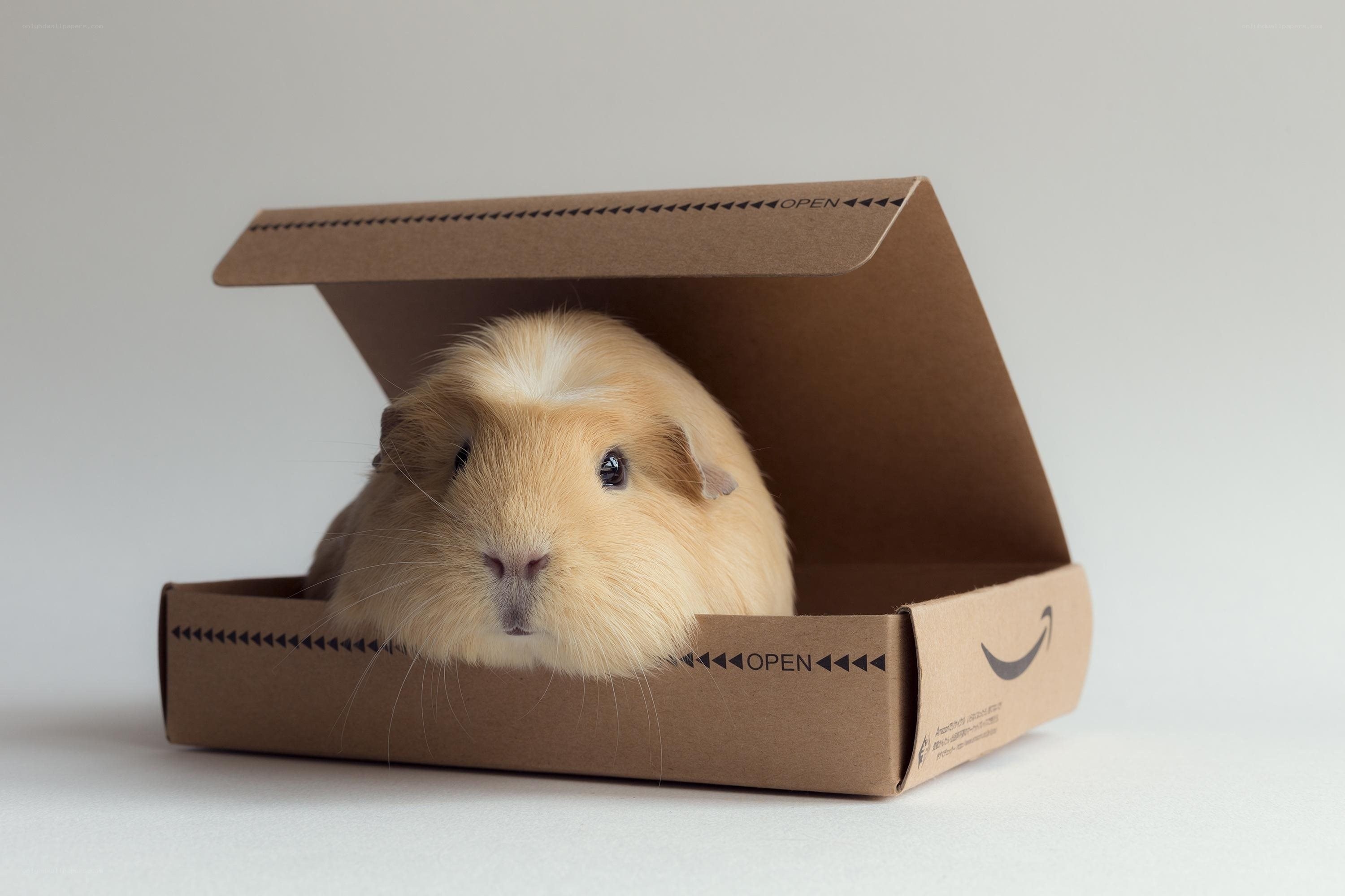 guinea pig in box