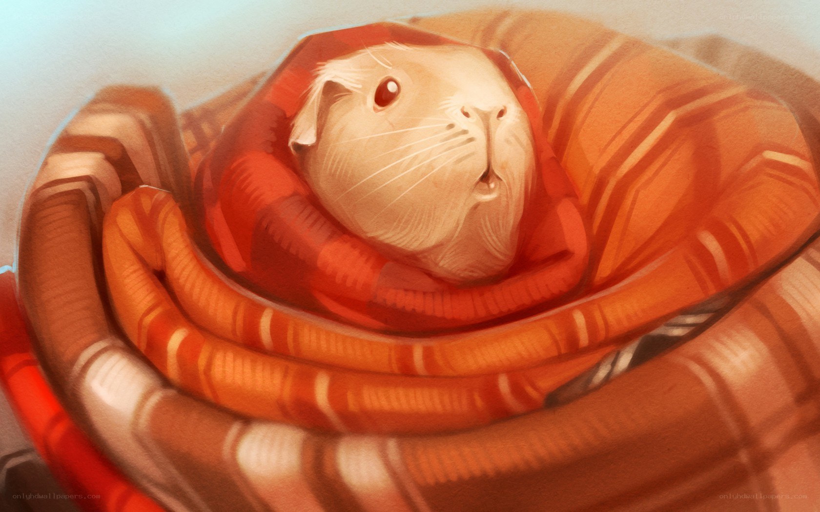 guinea pig in cozy blanket