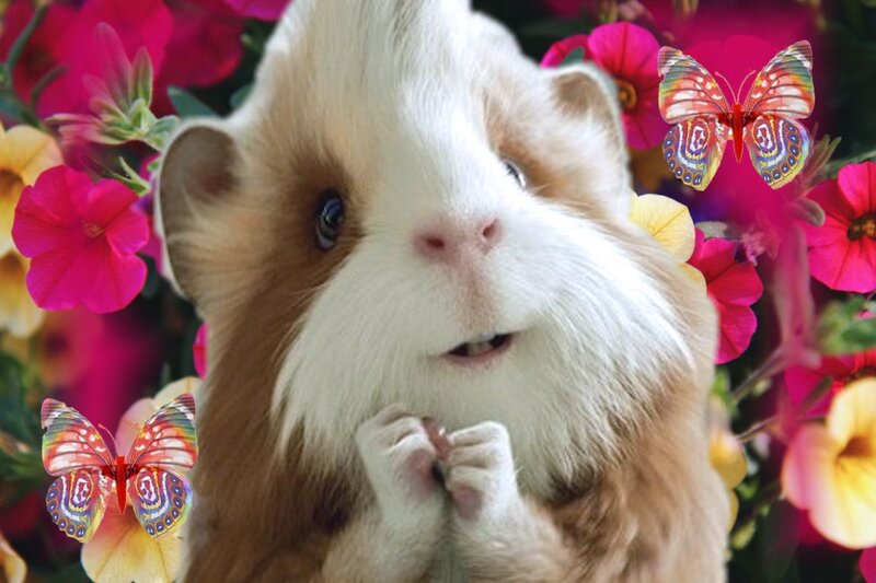Guinea Pig in Flowers