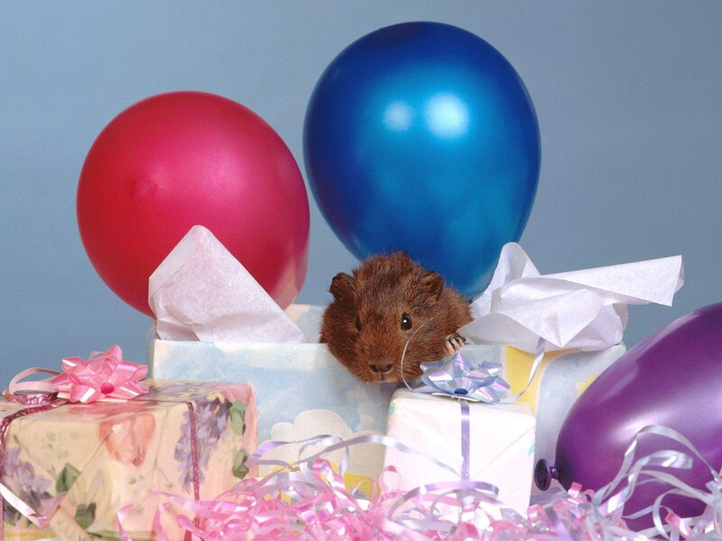 Guinea Pig in Gift Box