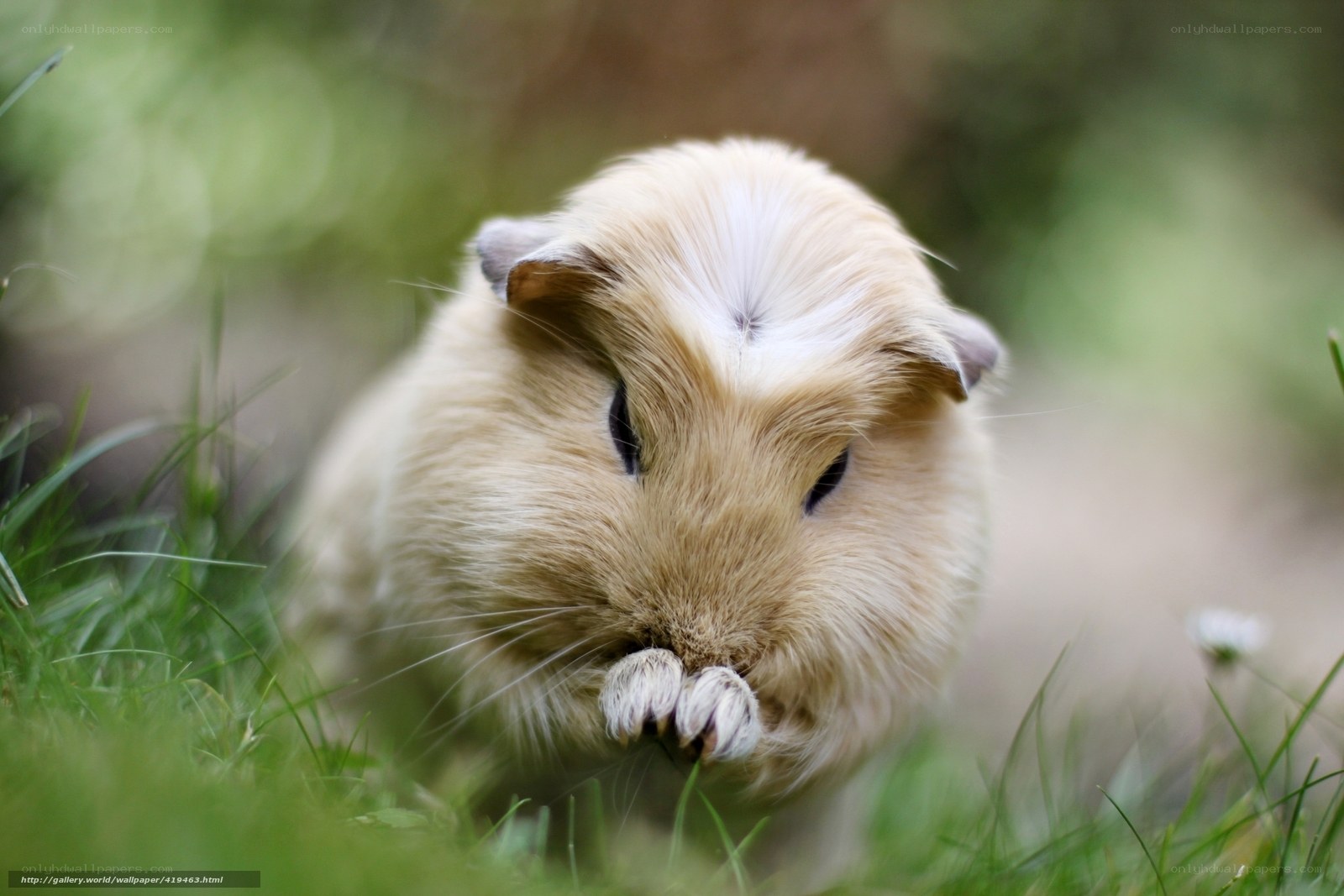 guinea pig in grass
