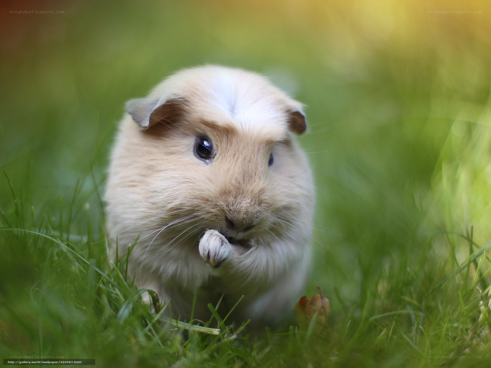 guinea pig in grass