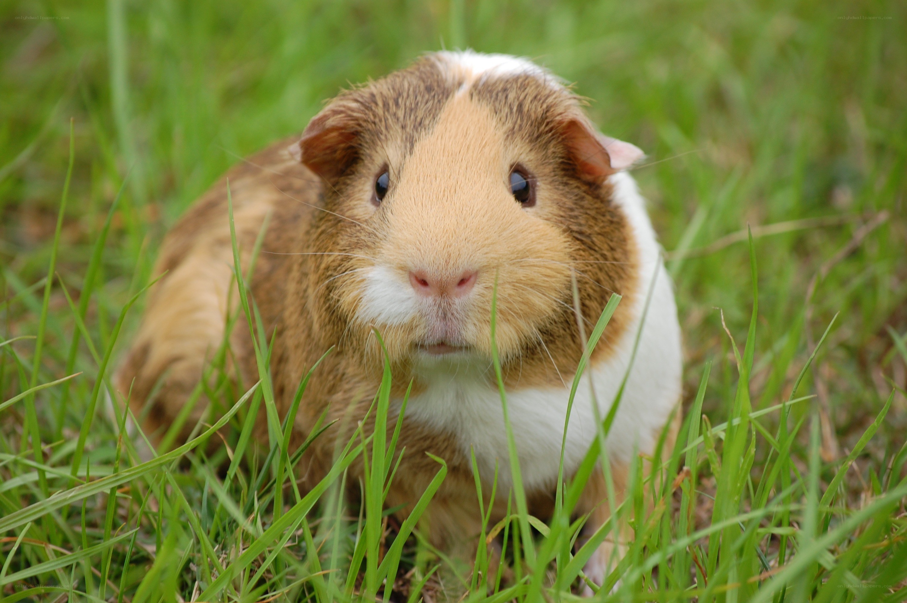 guinea pig in grass