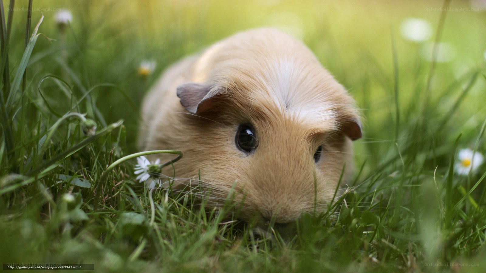 guinea pig in grass