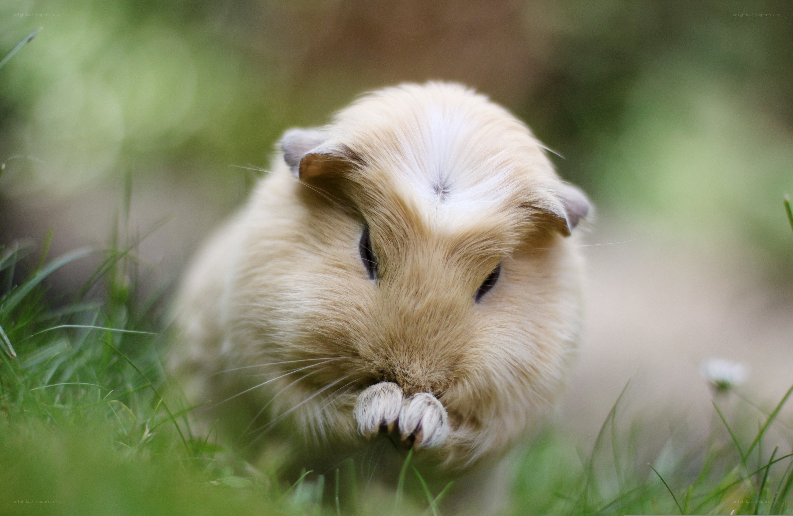 guinea pig in grass