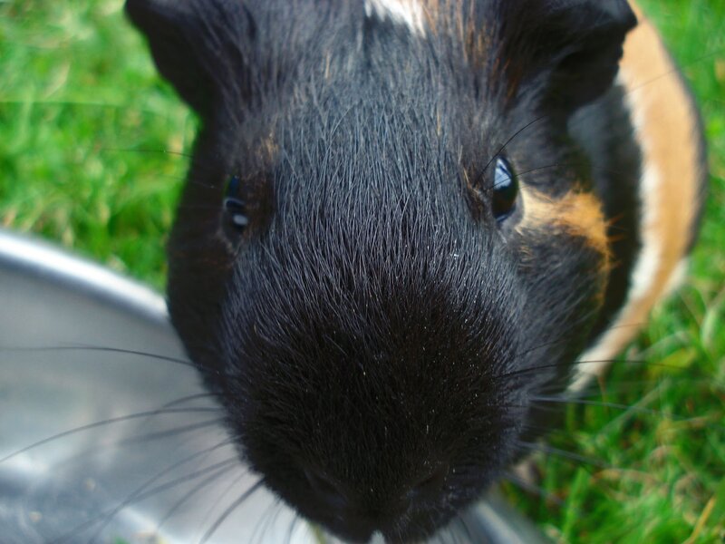 Guinea Pig in Grass — Black
