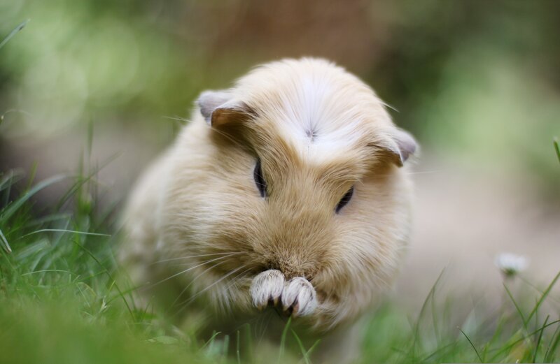 Guinea Pig in Grass — Green, Calm, Afternoon, Photograph, Dandelion