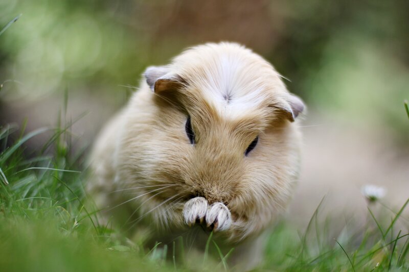 Guinea Pig in Grass — Green, Calm, Afternoon