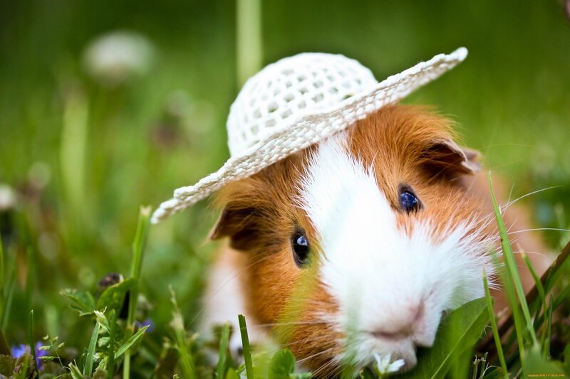 Guinea Pig in Grass — Green, Peaceful