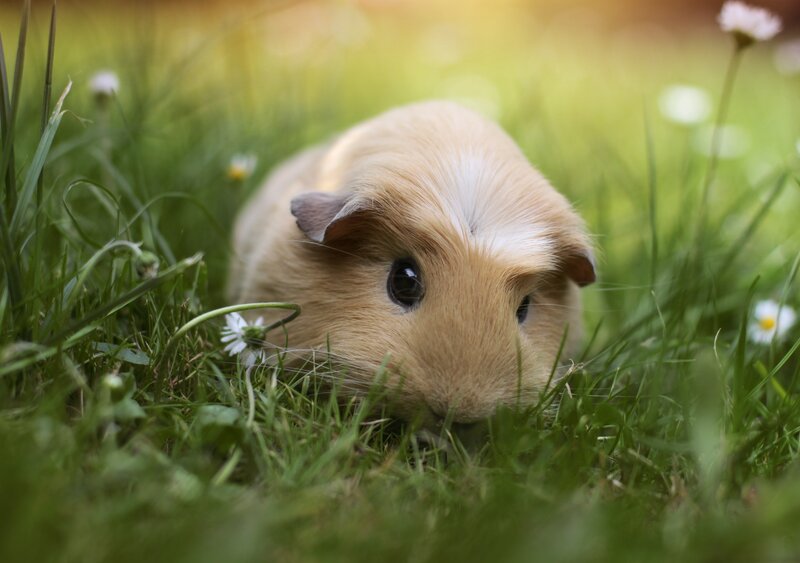 Guinea Pig in Grass — Green, Serene, Afternoon, Photograph, Daisies, Sunlight