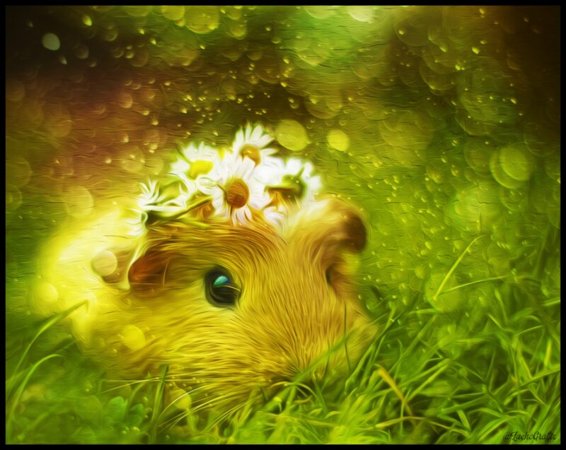 Guinea Pig in Grass — Green, Serene