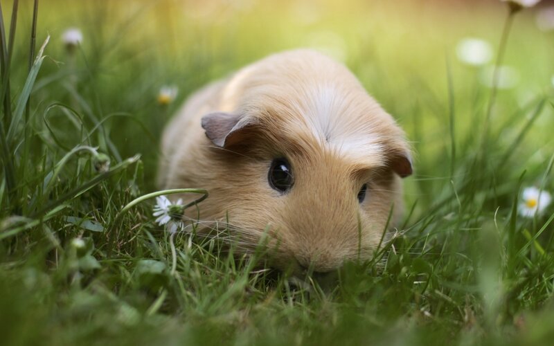 Guinea Pig in Grass — Green
