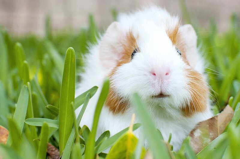 Guinea Pig in Grass — White, Calm