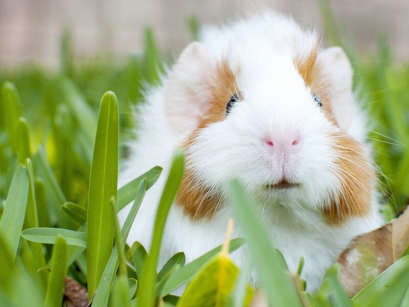 Guinea Pig in Grass — White