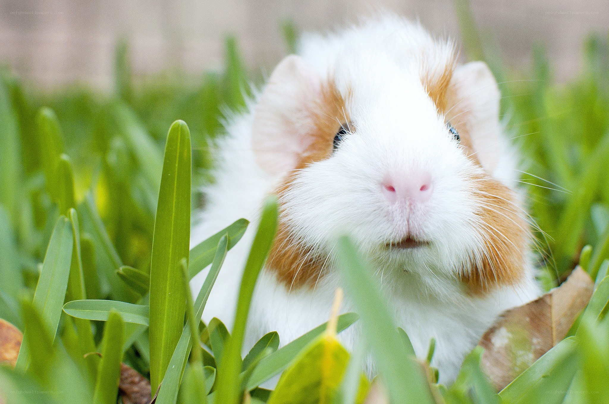 guinea pig in green grass