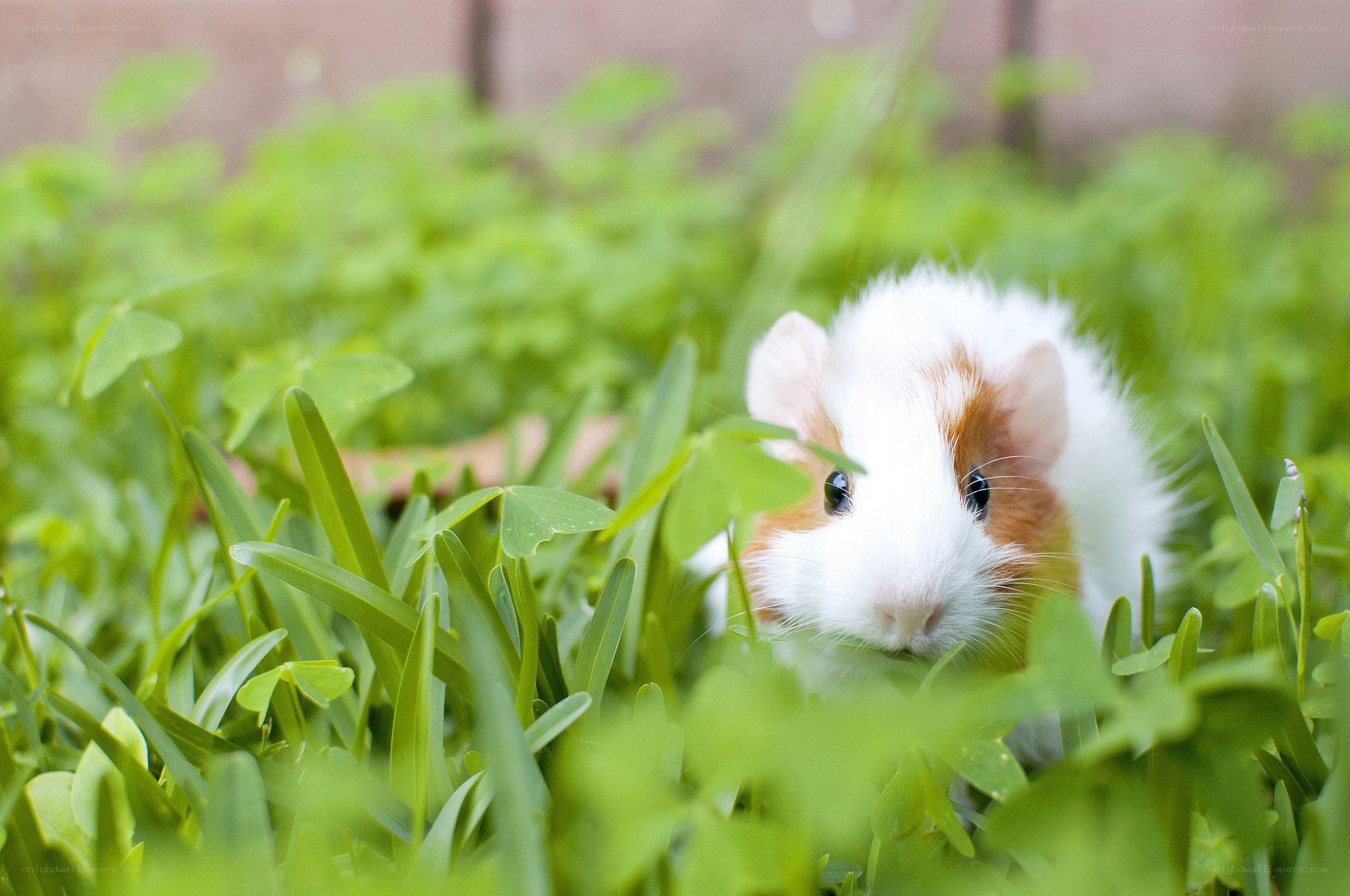 guinea pig in green grass