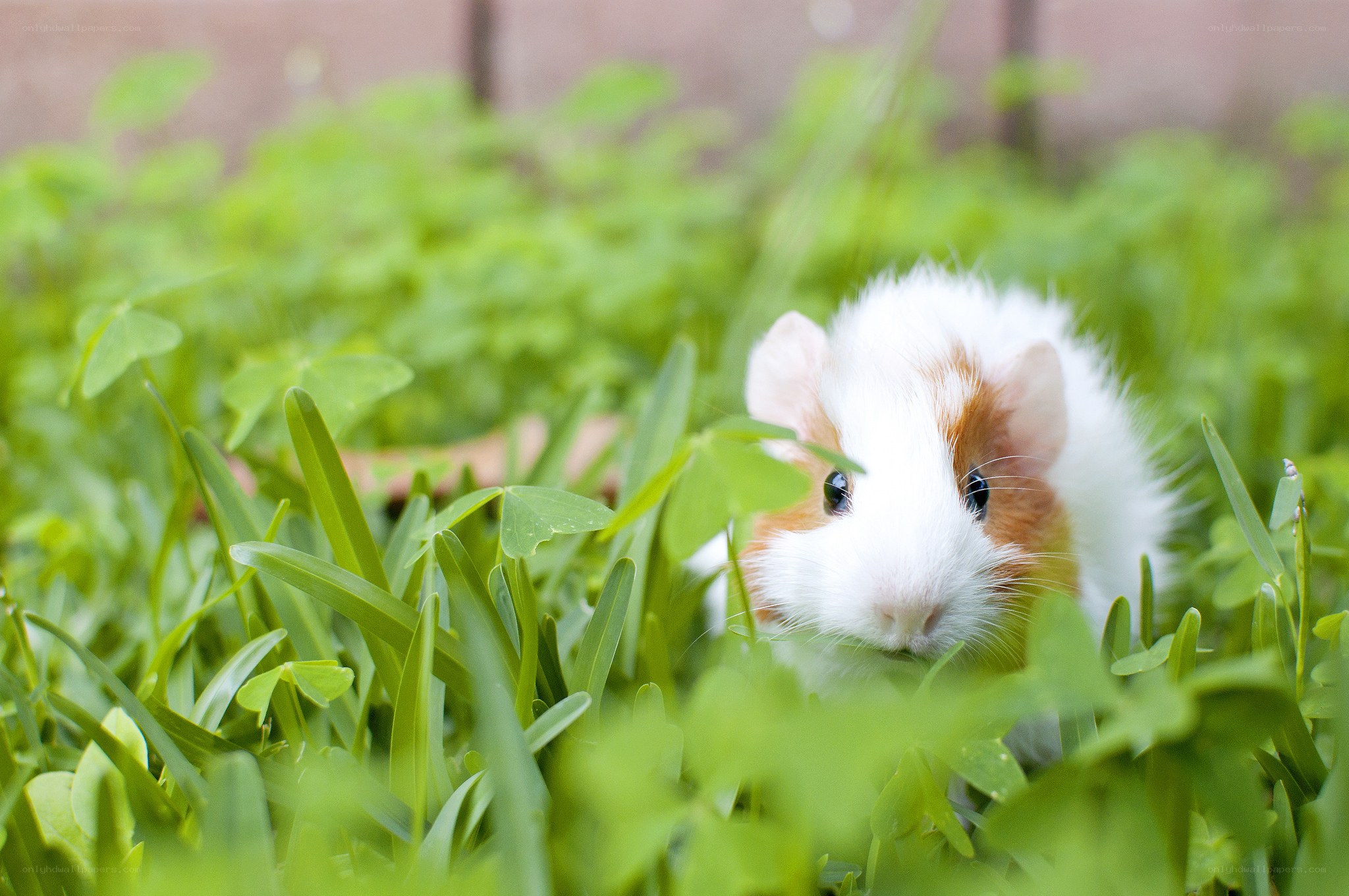guinea pig in green grass