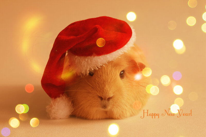 Guinea Pig in Hat — Red