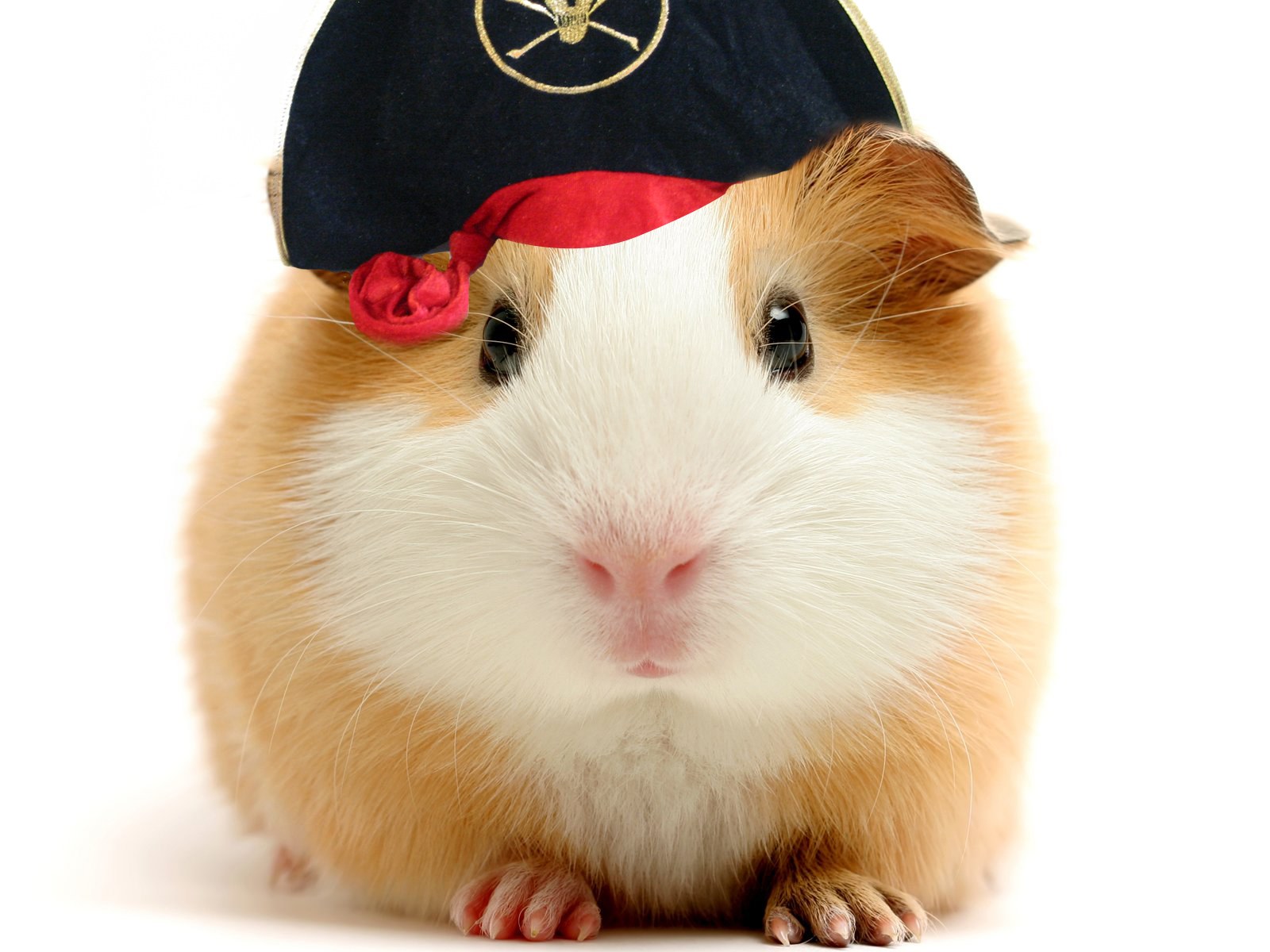 guinea pig in pirate hat