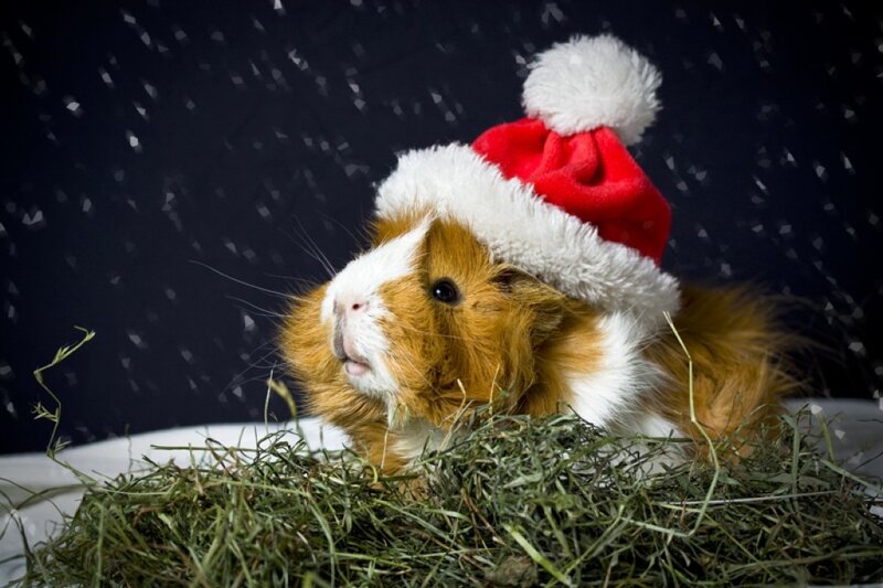 Guinea Pig in Santa Hat — Brown