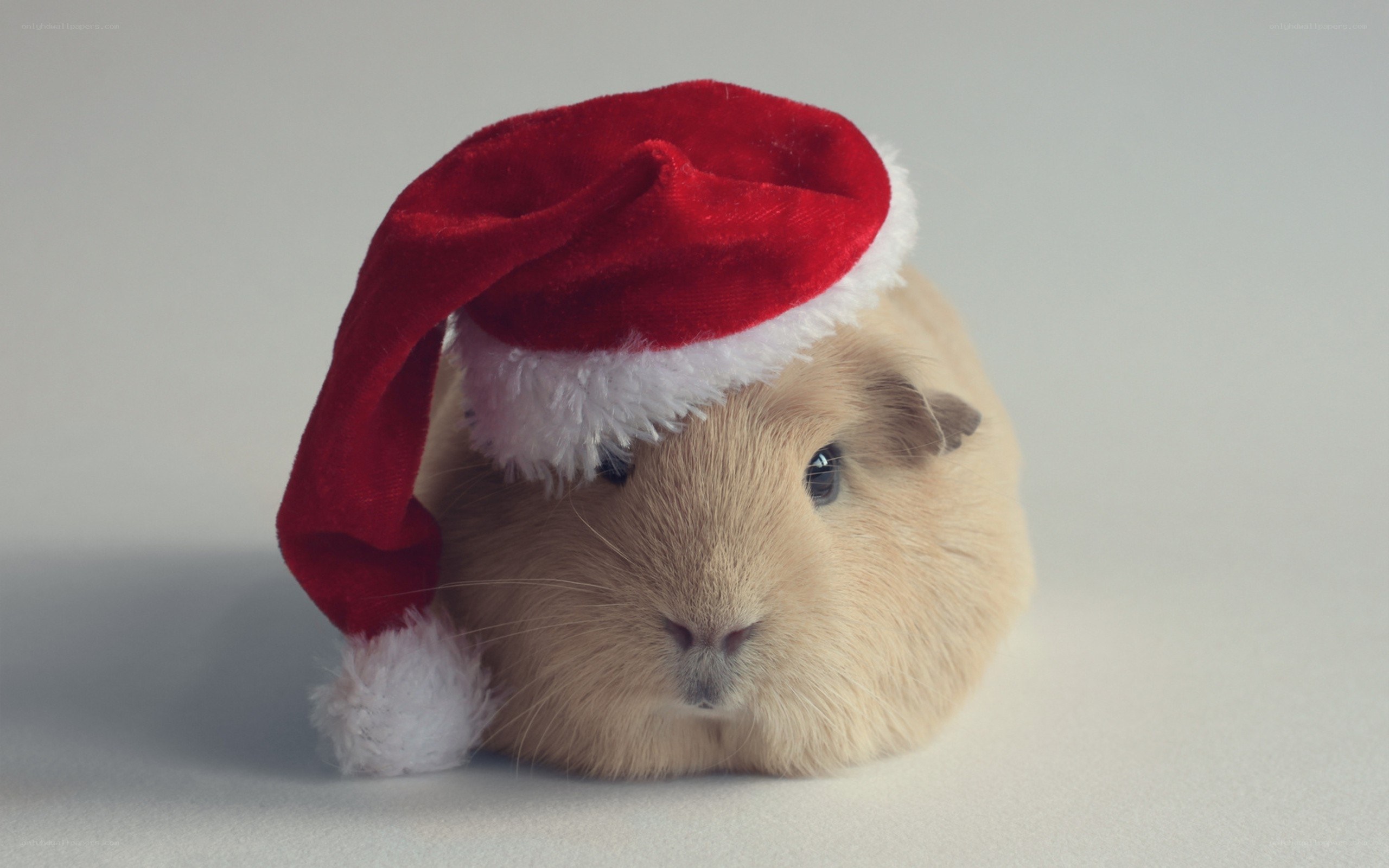 guinea pig in santa hat