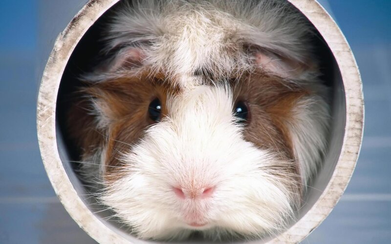 Guinea Pig in Tube