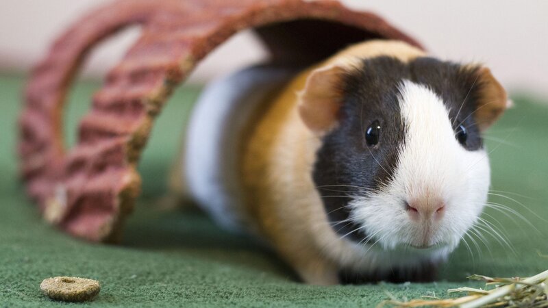 Guinea Pig in Tunnel