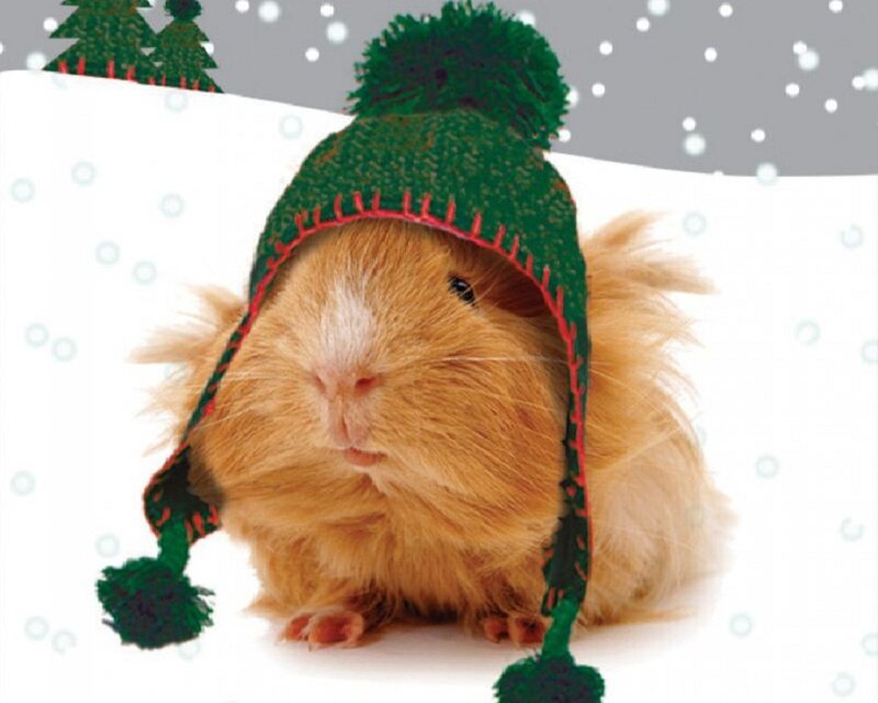 guinea pig in winter hat