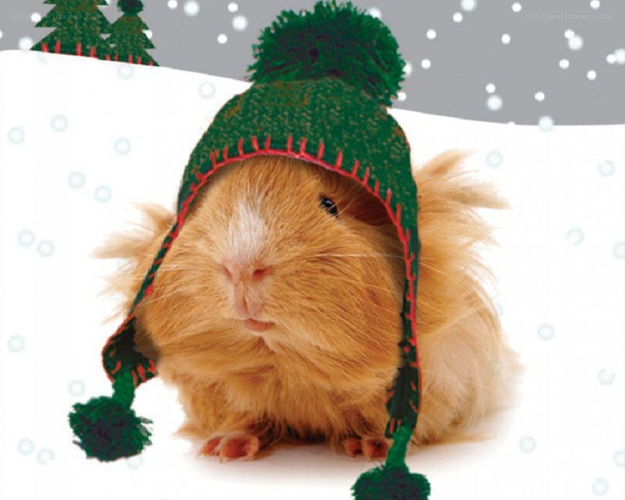 guinea pig in winter hat