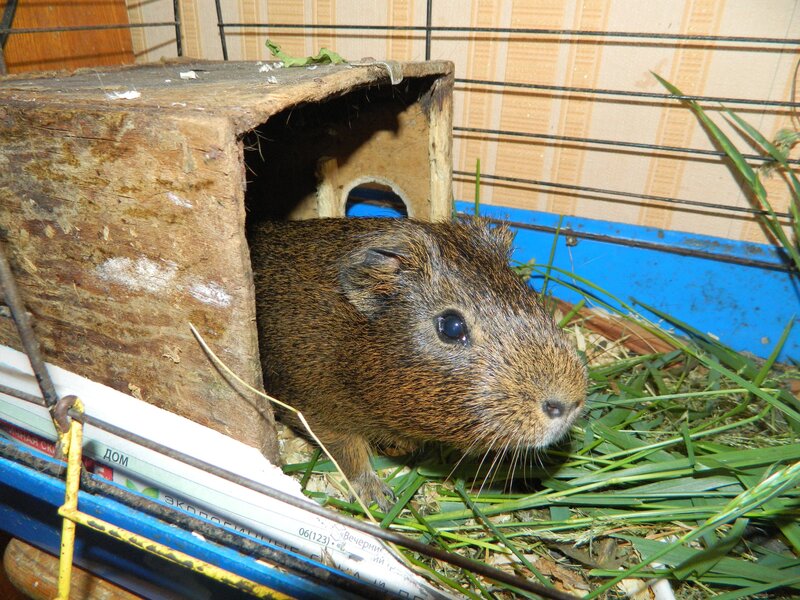 Guinea pig in wooden house