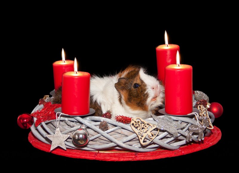 Guinea Pig in Wreath