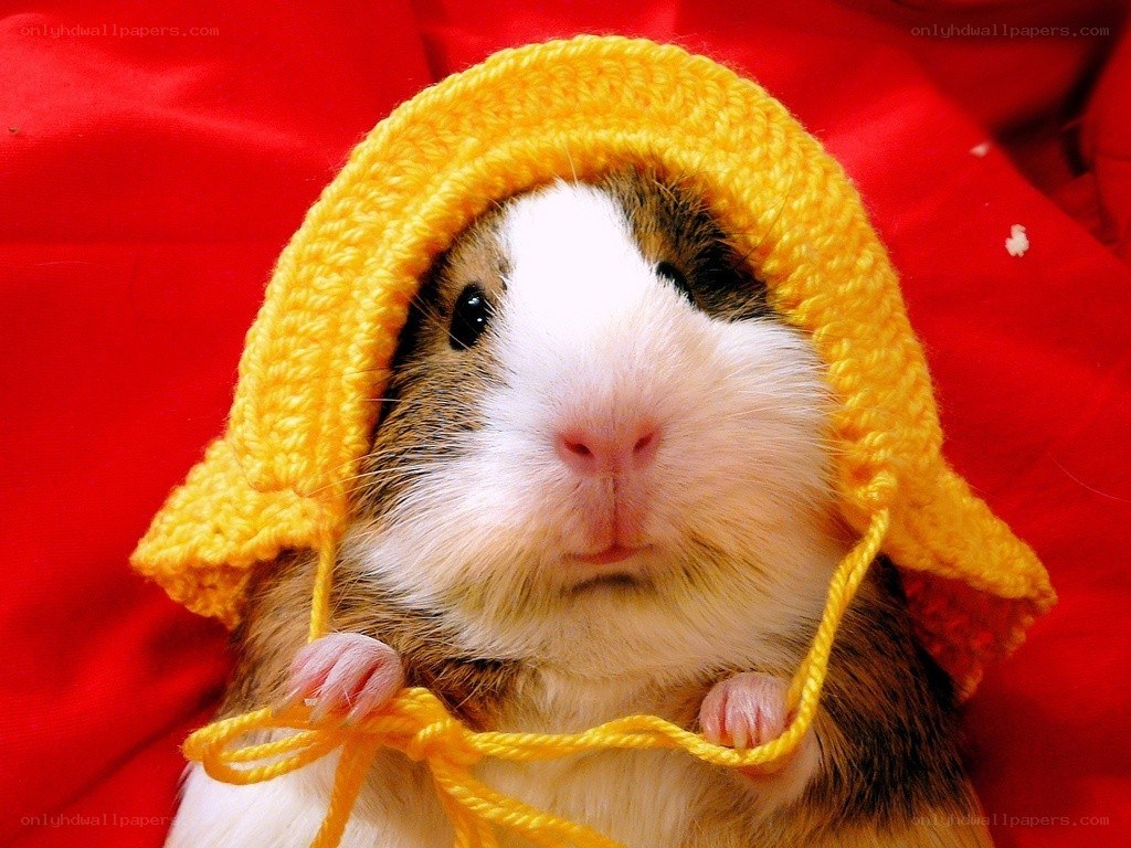 guinea pig in yellow hat