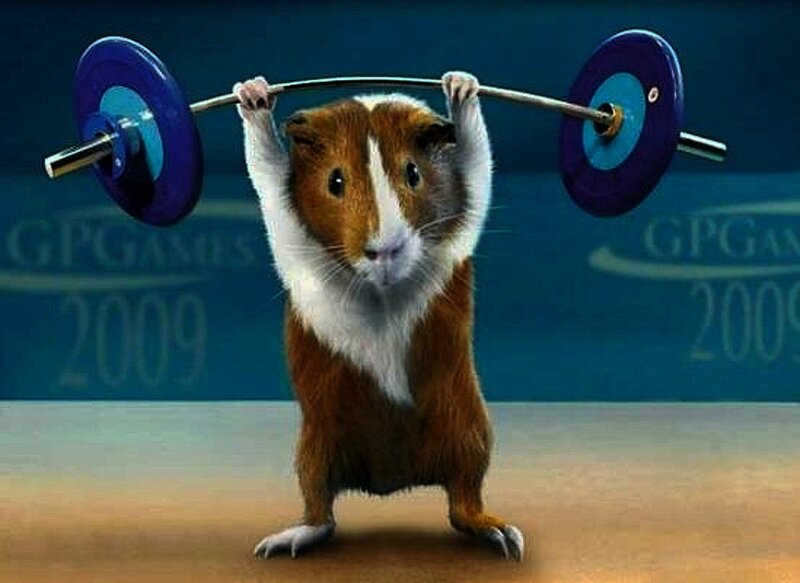 Guinea Pig Lifting Barbell — Brown